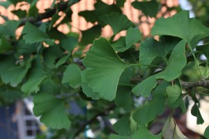 Ginkgo biloba (1) (1200 x 800)